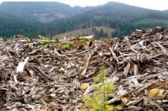 Washington State announces forest biomass pilot project proposal to create jet biofuel from wood waste | Seattle-Tacoma,Washington State Department of Natural Resources,Seattle,Washington State University
