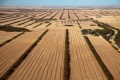 Sustainable jet fuel from Australian mallee trees could be powering aircraft from Perth by 2021, finds study | Virgin Australia,Mallee,CRC,Perth