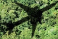 NGOs clash over eligibility of REDD+ forestry credits under ICAO's proposed aviation carbon offsetting scheme | ICAO GMBM,REDD+